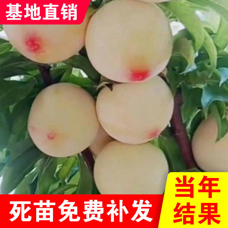 嫁接李子苗新品种果树苗白奶油李子树苗美人醉李子苗盆南北方种植