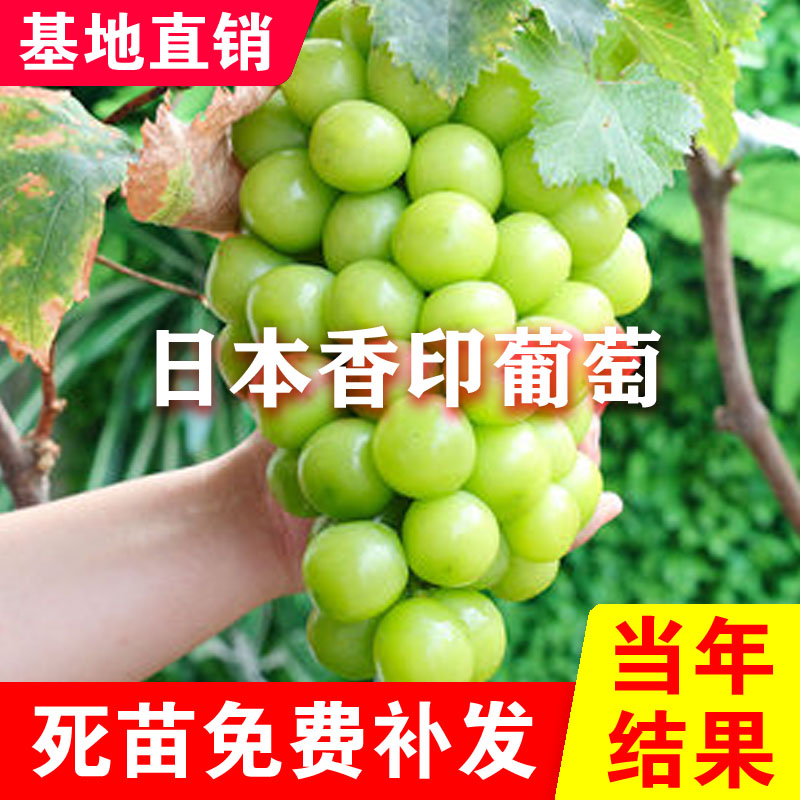 日本晴王香印葡萄树苖葡萄苗青提无籽高甜南北方种植果树果苗结果