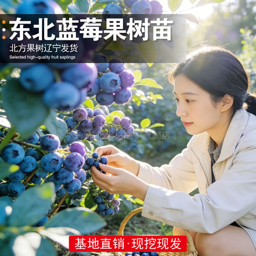 蓝莓树苗阳台盆栽庭院地栽特大果蓝莓苗南北方种植蓝莓苗当年结果