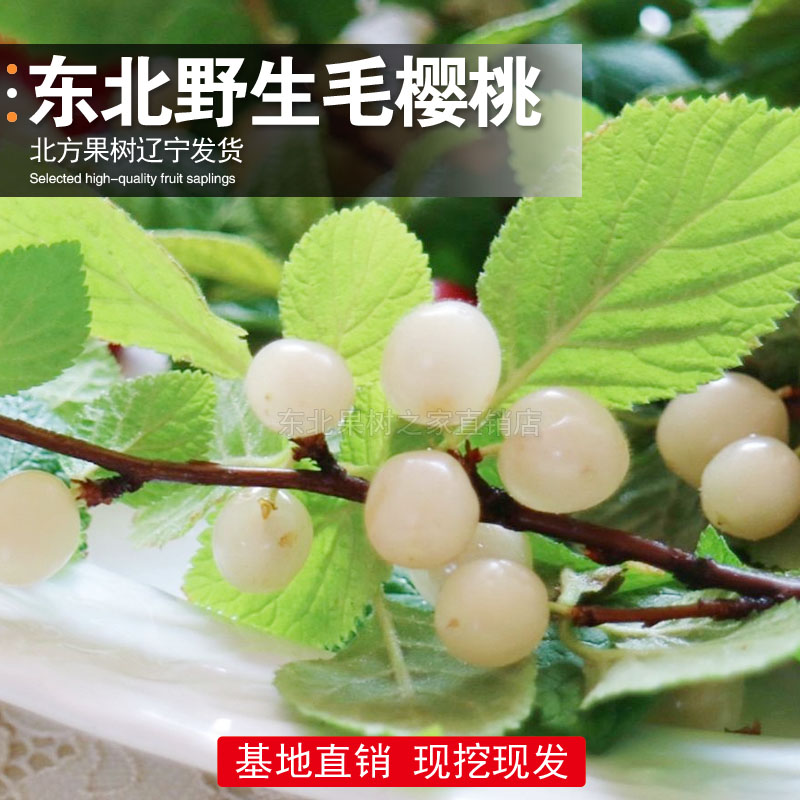 白玉毛樱桃苗矮化野生毛樱桃山樱桃小樱桃苗抗寒樱桃树苗当年结果