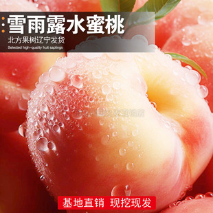 雪雨露水蜜桃树苗嫁接桃树苗盆栽地栽南北方种植当年结果抗寒桃苗