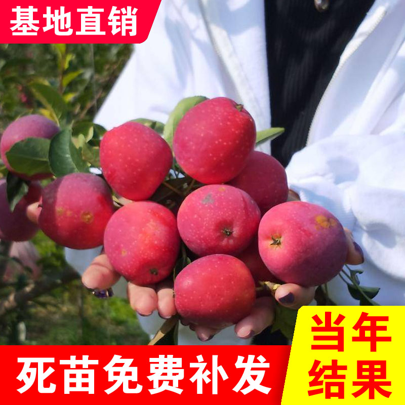 东北抗寒正宗鸡心果树苗盆栽地栽嫁接果树南北方种植树苗当年结果