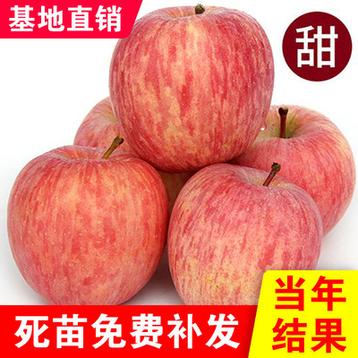 寒富苹果树苗嫁接耐寒苹果盆栽地栽南北方种植果树苗当年结果寒富