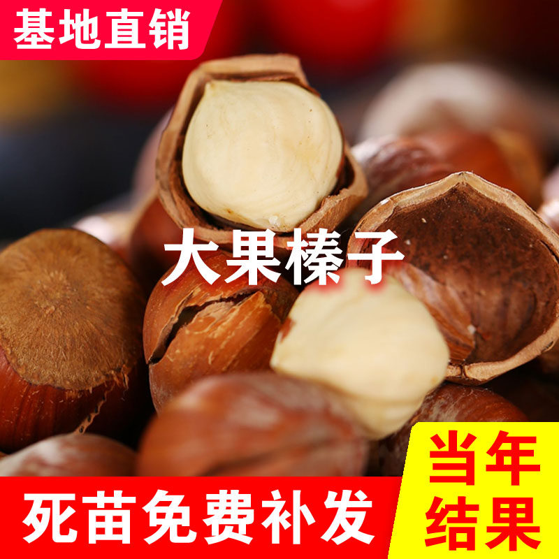 辽宁大果榛子果树苗东北耐寒品种盆栽地栽南北方种植当年结果榛子