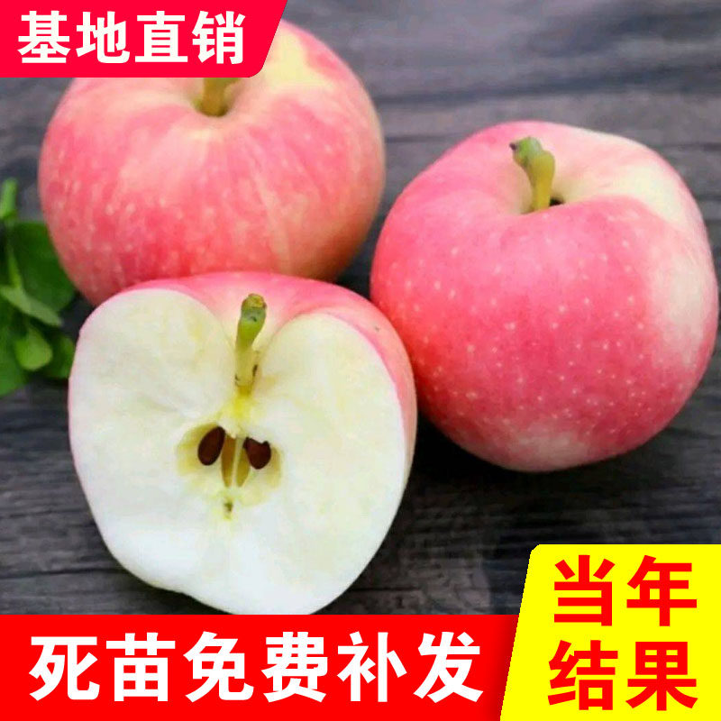 嘎啦苹果树苗嫁接苗东北耐寒品种红富士盆栽地栽寒富南北种植结果