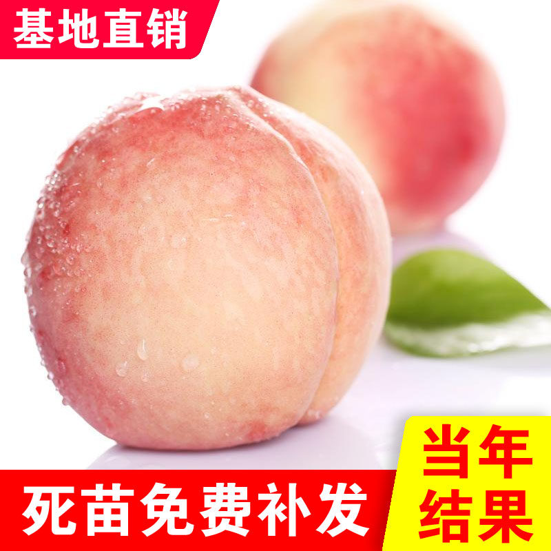 久宝桃平谷大桃树大久保桃苗水蜜桃树苗盆栽地栽南北方种植水蜜桃