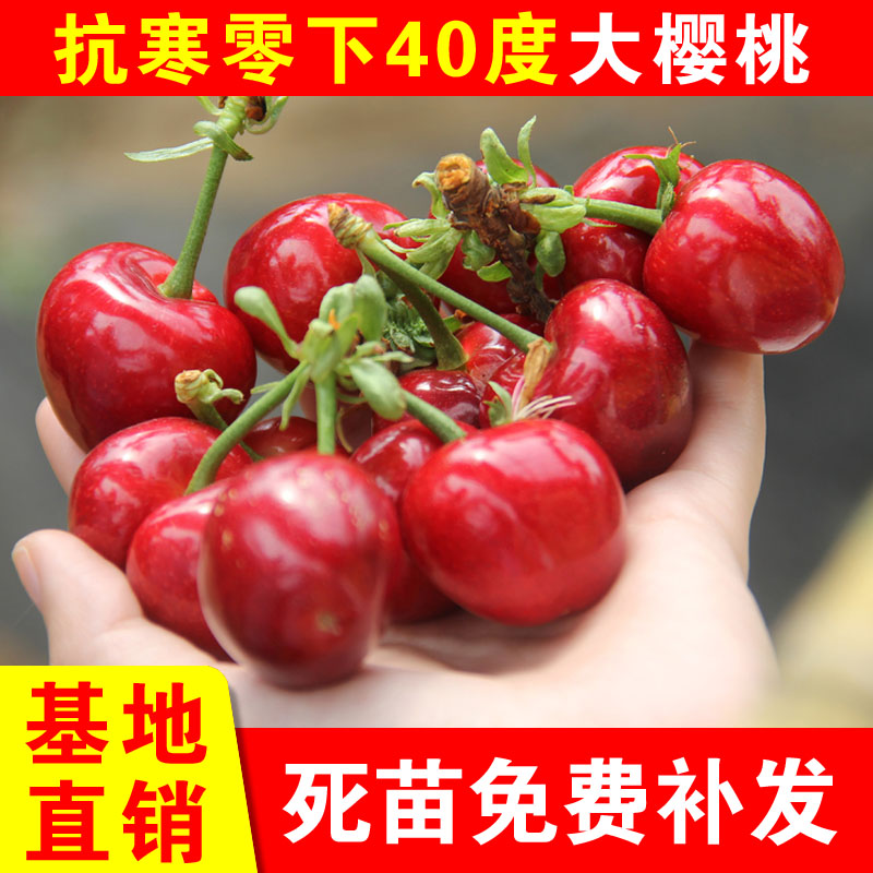抗寒大樱桃嫁接树苗盆栽地栽樱桃南北种植耐寒品种大樱桃当年结果
