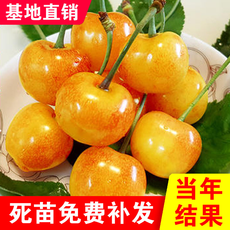 黄蜜樱桃苗嫁接黄灯樱桃树苗车厘子大樱桃南北方种植盆栽地栽结果