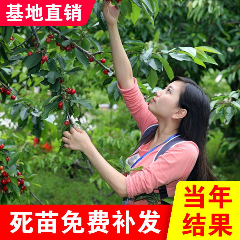 车厘子树苗嫁接大樱桃树苗盆栽地栽南北种植俄罗斯大樱桃当年结果
