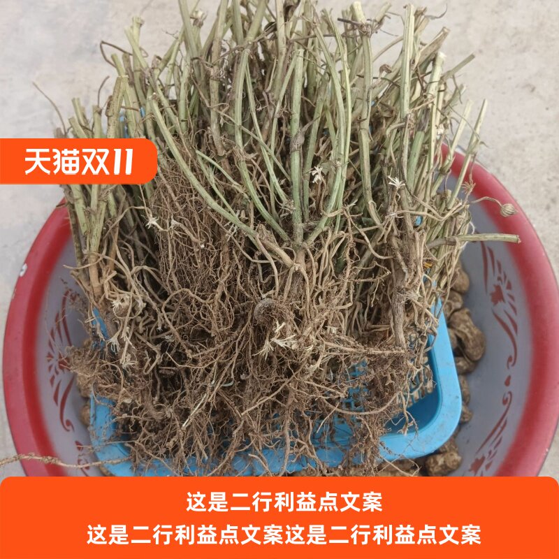 250 克花生根新鲜花生梗全棵25年新根精选根茎发货图片