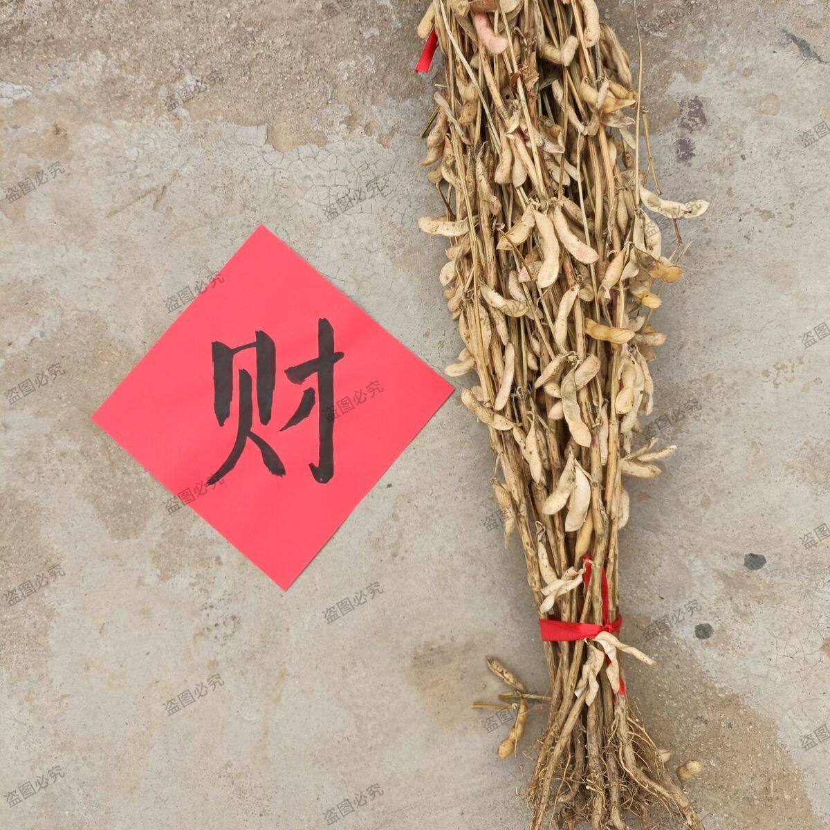 带杆带豆黄豆秸秆大豆干杆茎梗壳干货豆萁杆结婚装饰婚庆祝福插花