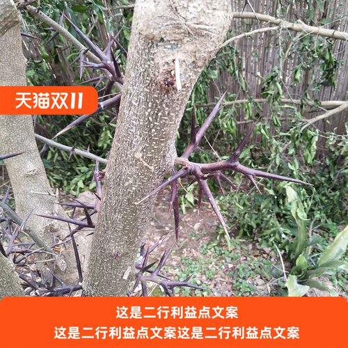 皂角刺新鲜现摘野生一等品皂刺正品天丁中草药正宗皂角树刺老偏方