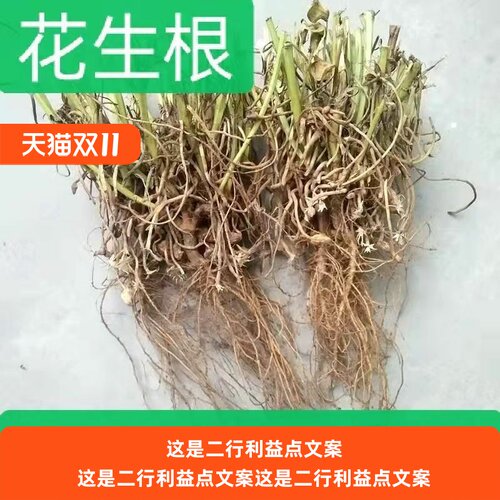 今年滑明森家花生根 茎杆梗花生的根农家自产花生棵 花生的根包邮