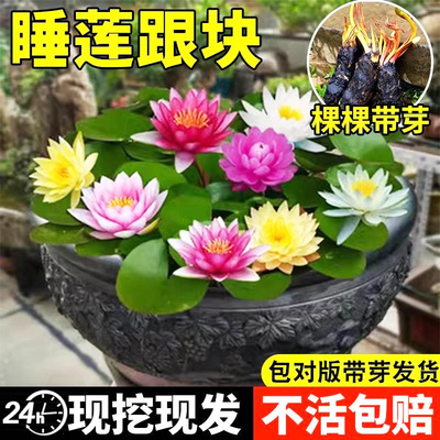 睡莲水培植物带花苞四季开花荷花大根块水莲花盆栽水池塘观赏花卉