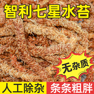 智利天然毛毛虫水苔乌龟冬眠爬宠垫材干苔藓蝴蝶兰专用石斛营养土