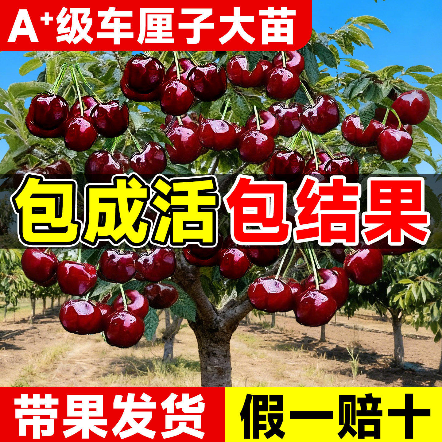 智利车厘子树苗特大樱桃树南方北方四季种植地栽别墅庭院果树苗,鲜花速递/花卉仿真/绿植园艺,果树,淘宝优惠券,粉丝福利购,淘宝优惠卷