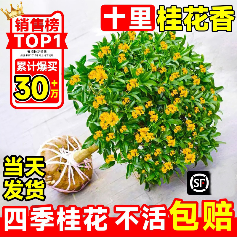 四季桂花浓香型盆栽好养树