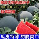 黑皮無籽西瓜種子超甜高產(chǎn)薄皮紅心特大西瓜種籽蔬菜水果種孑四季