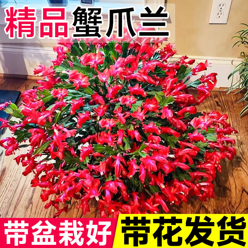 蟹爪兰盆栽带花苞新品嫁接重瓣花卉植物室内花名贵蟹爪莲四季开花