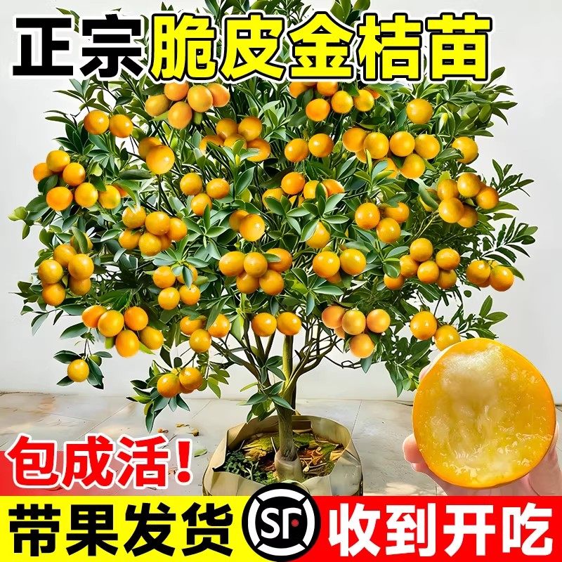 正宗脆皮金桔树盆栽树苗带果可食用客厅四季金桔大树室外庭院果苗,鲜花速递/花卉仿真/绿植园艺,果树,淘宝优惠券,粉丝福利购,淘宝优惠卷
