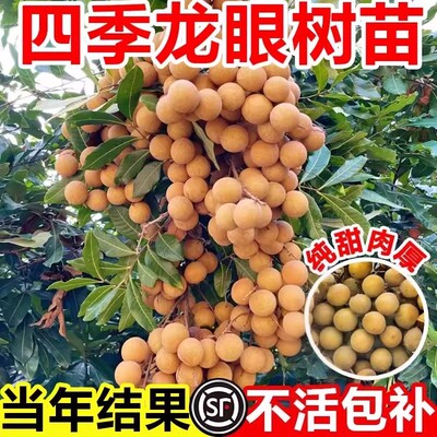 龙眼树苖嫁接盆栽水果树苗储良桂圆石硖南方四季种植地栽当年结果