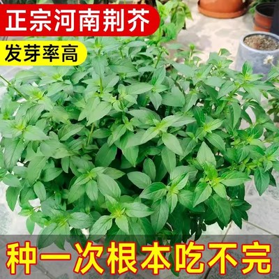 【发芽率高】荆芥菜种籽正宗