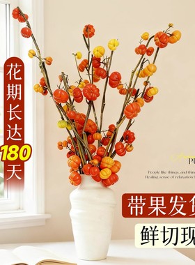 小南瓜鲜花水培鲜切枝支黄金五代同堂果办公室内桌面好养观赏插花