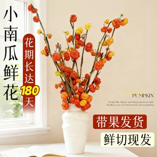 小南瓜鲜花水培鲜切枝支黄金五代同堂果办公室内桌面好养观赏插花