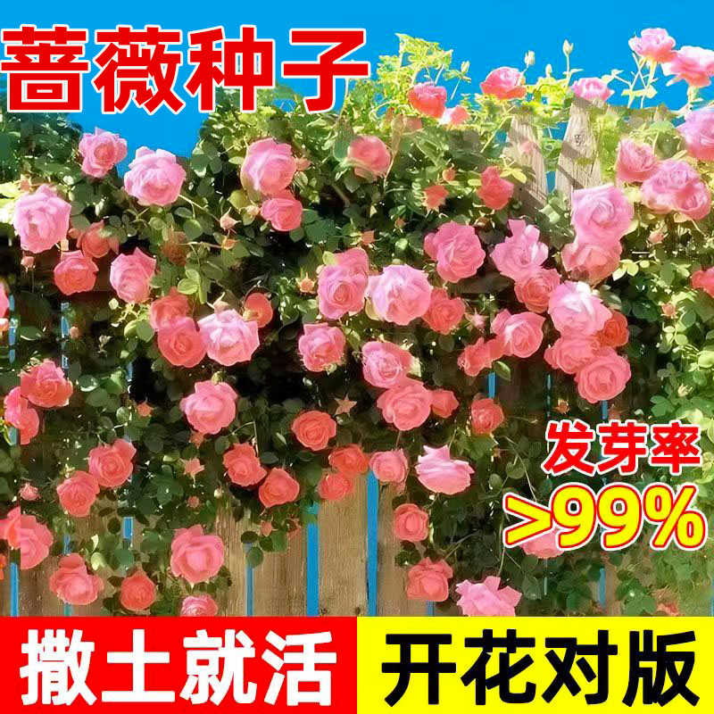 四季播蔷薇花种子爬藤月玫