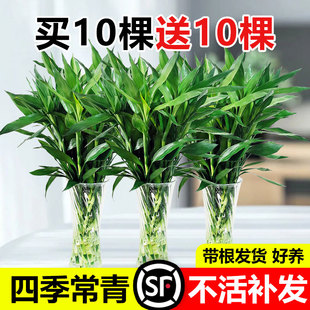 富贵竹水培植物转运观音竹花卉绿植盆栽黄金葛室内花客厅水培节节