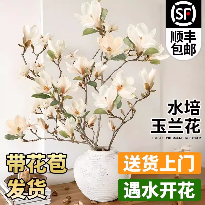 鲜切花白玉兰红玉兰花枝干枝开插花朵泡水木本水培庭院海棠迎室内