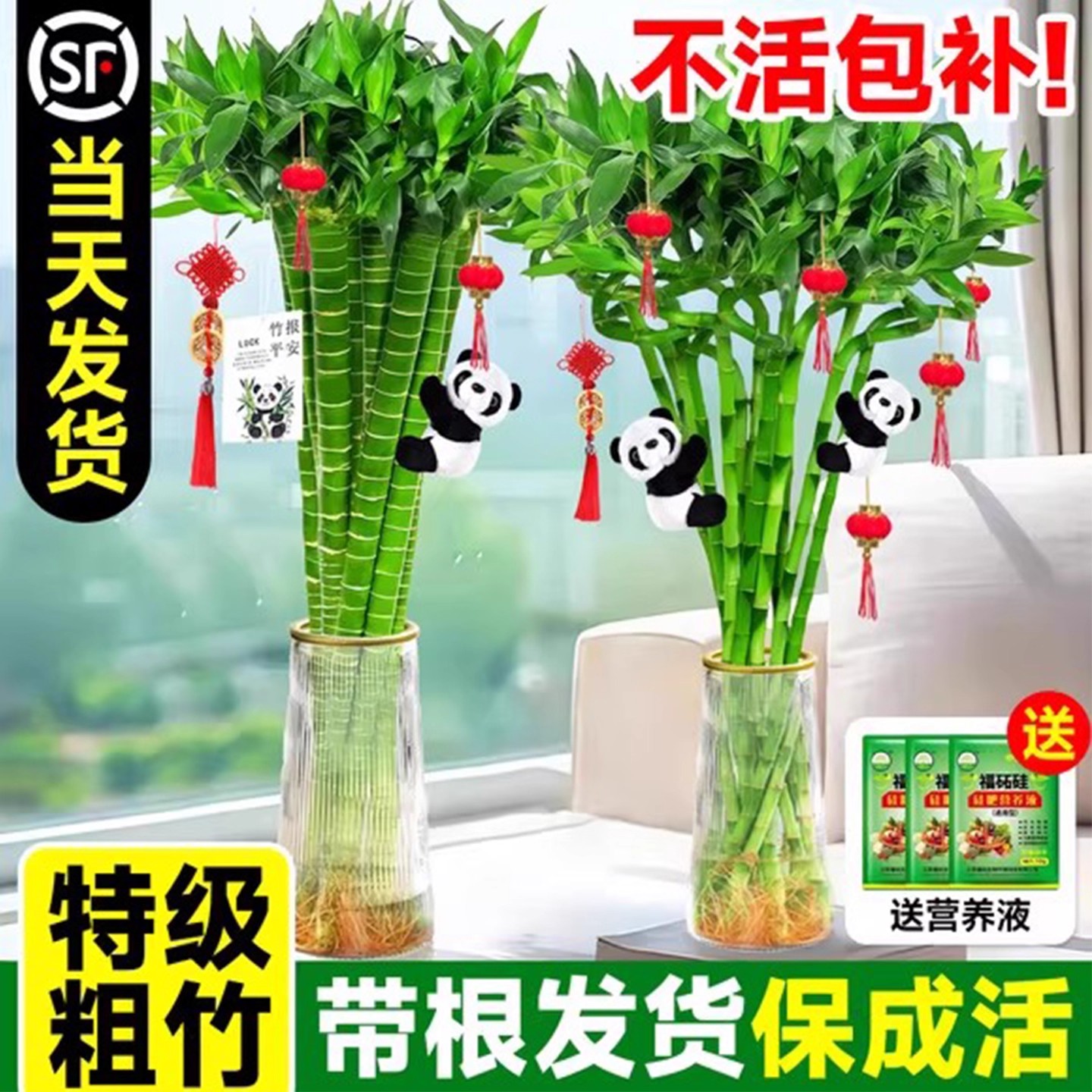 转运竹水培植物富贵竹文昌竹绿植