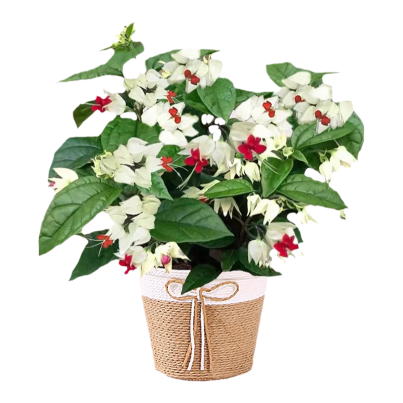 龍吐珠花盆栽帶花苗老樁鮮花植物室內(nèi)客廳陽(yáng)臺(tái)四季開花卉綠植耐熱