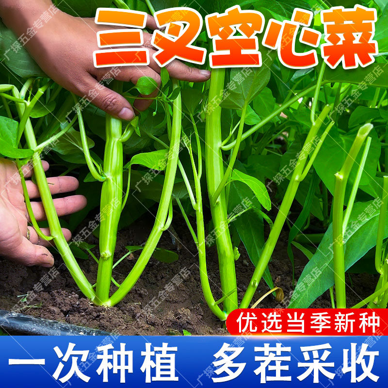 正宗高产三叉空心菜种子柳叶空心菜籽种四季阳台蔬菜种子盆栽菜园