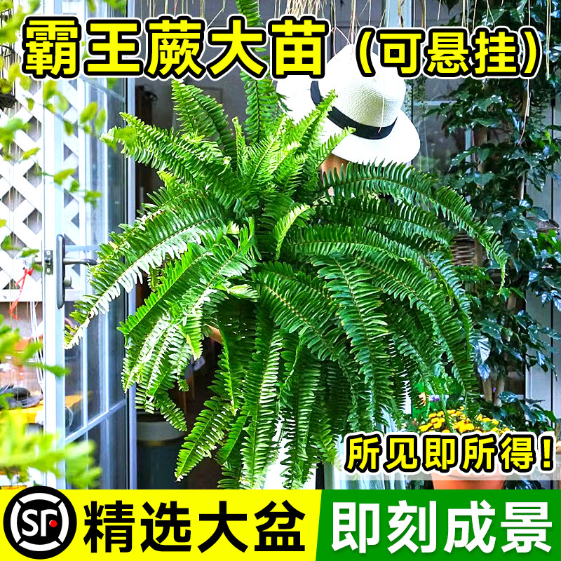 霸王蕨吊盆大型蕨类植物盆栽室内悬挂式绿植盆景好养活四季狼尾蕨