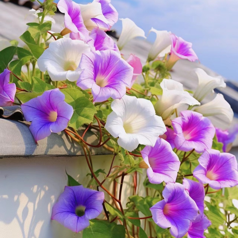 牵牛花种子喇叭花室外爬藤爬墙花卉盆栽好养阳台易活播种花籽