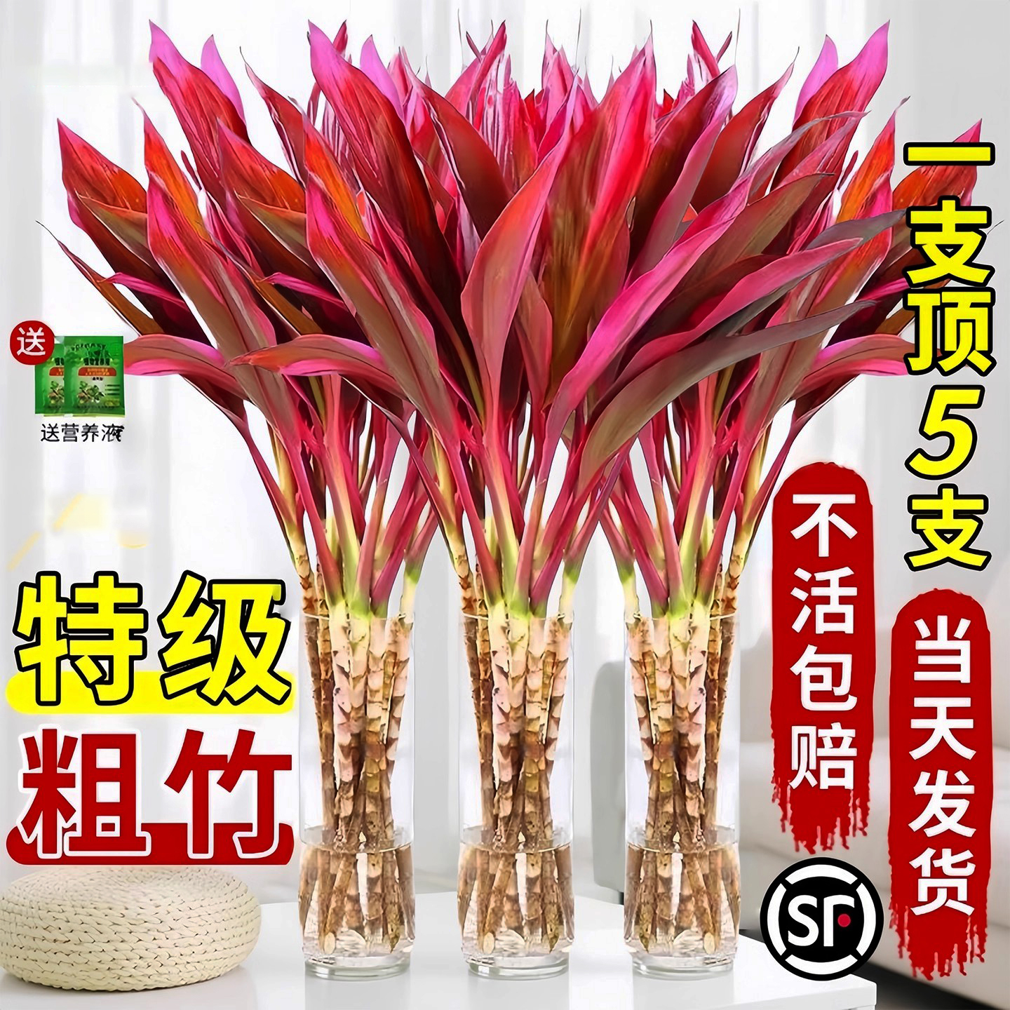 富贵竹水培植物鸿运紫竹粗杆带根