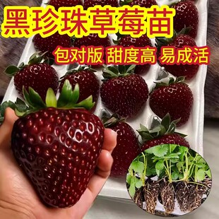 黑珍珠草莓苗穴盘苗真红美铃玄玉草莓苗草莓苗秧批发四季结果盆栽