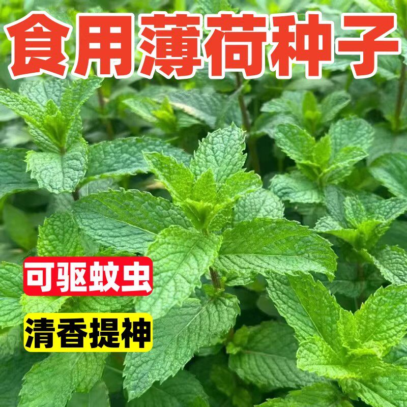 食用薄荷种子驱蚊草阳台庭院室内花盆种植花卉香草植物花卉庭院高