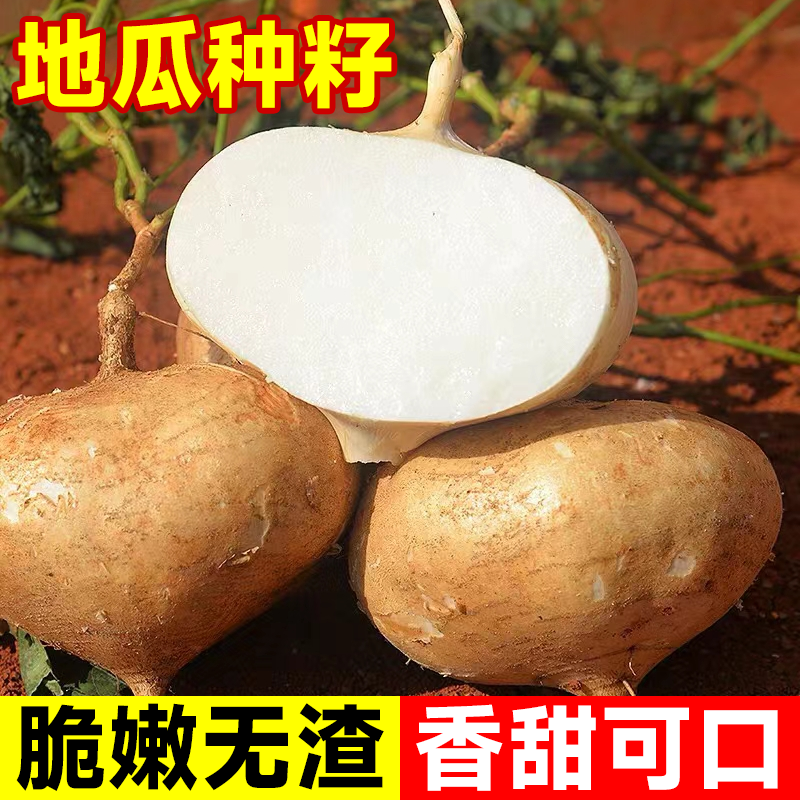 甜脆水果凉薯种籽特早熟甜脆地瓜种子沙葛凉瓜土瓜种农家蔬菜种孑