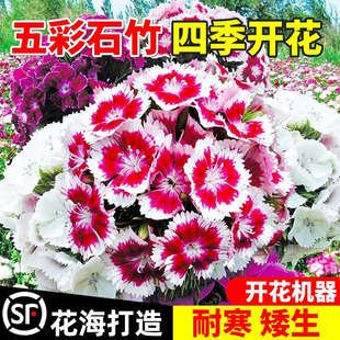 五彩石竹花籽四季种植花海多年生欧石竹野花组合种籽打造庭院景区