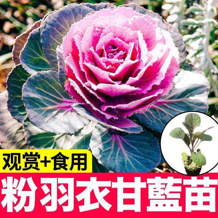 观赏食用粉羽衣甘蓝苗大苗秧苗紫绿白羽衣甘蓝种子耐寒带土盆栽,鲜花速递/花卉仿真/绿植园艺,种苗/半成品盆栽,淘宝优惠券,粉丝福利购,淘宝优惠卷