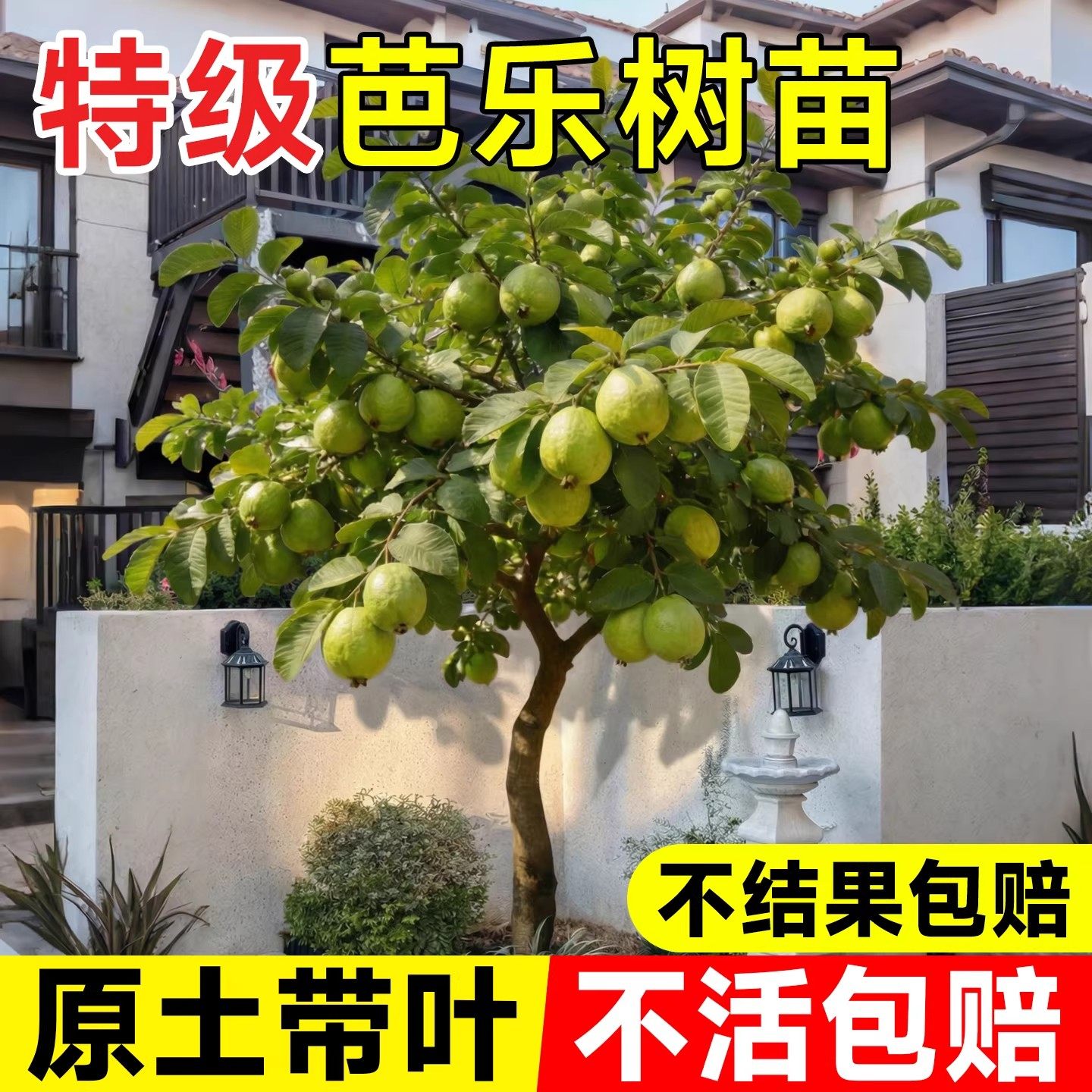 番石榴果树苗红心芭乐树苗庭院盆栽地栽南方种植四季果树嫁接果苗,鲜花速递/花卉仿真/绿植园艺,果树,淘宝优惠券,粉丝福利购,淘宝优惠卷