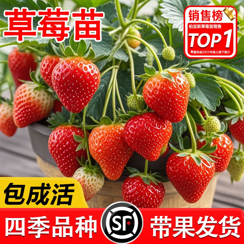 奶油草莓苗盆栽带花果红颜