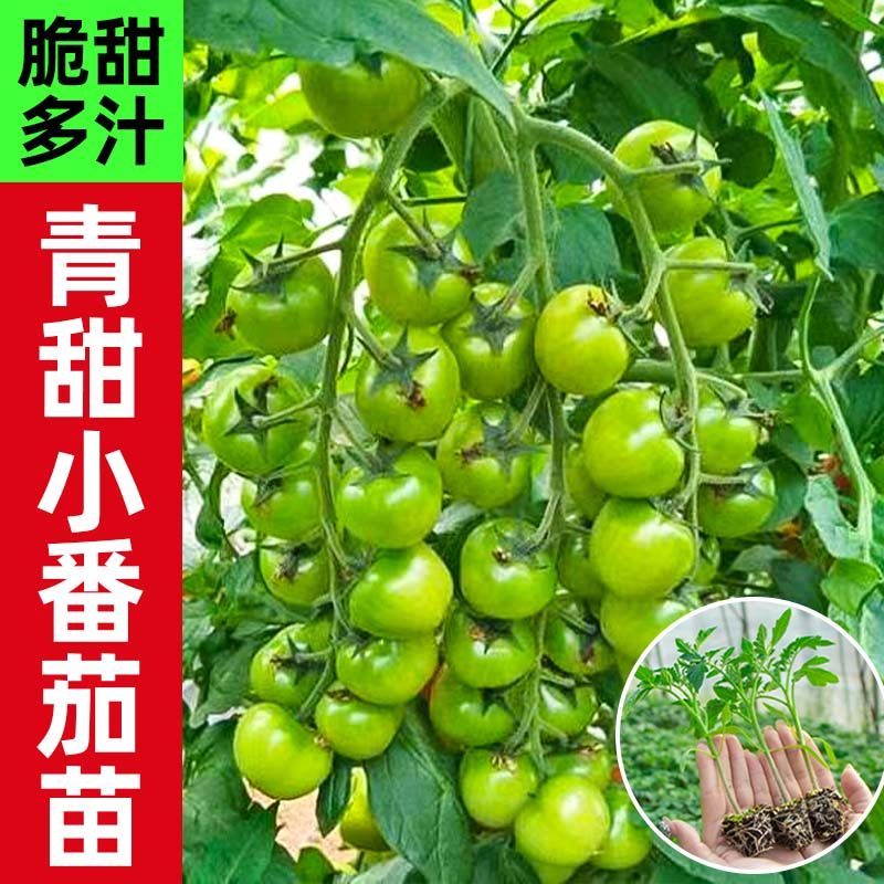 超甜清甜绿宝石小番茄苗秧贼不偷青口蜜桃樱桃西红柿阳台四季盆栽,鲜花速递/花卉仿真/绿植园艺,种苗/半成品盆栽,淘宝优惠券,粉丝福利购,淘宝优惠卷