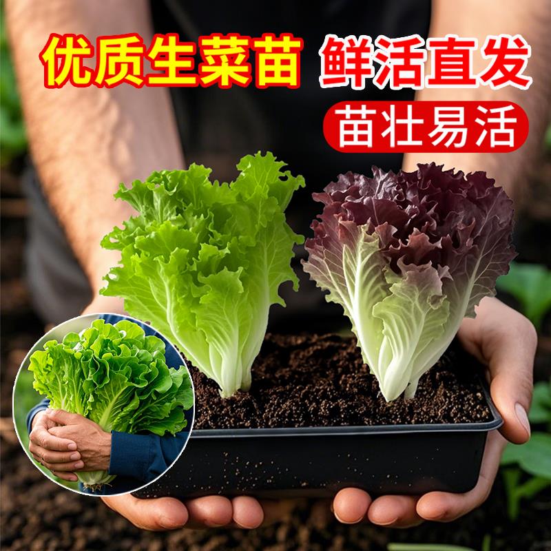 奶油生菜苗秧带土意大利罗