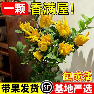 佛手树盆栽带果金华佛手柑盆景可食用果树苗阳台庭院四季花卉绿植
