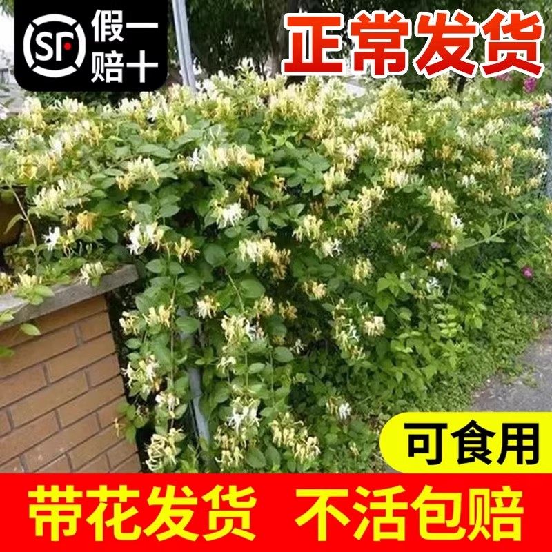 可食用金银花树苗浓香花卉盆栽阳台庭院四季爬藤植物老桩带花苞,鲜花速递/花卉仿真/绿植园艺,时令草本花卉,淘宝优惠券,粉丝福利购,淘宝优惠卷
