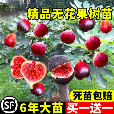 无花果树苗特大果波姬红青皮盆栽