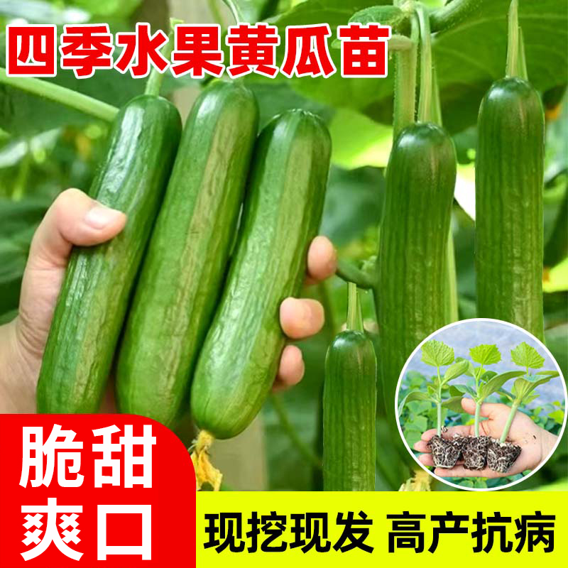 高产水果黄瓜苗秧盆栽四季